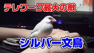 これを見てもあなたは文鳥を飼いますか？