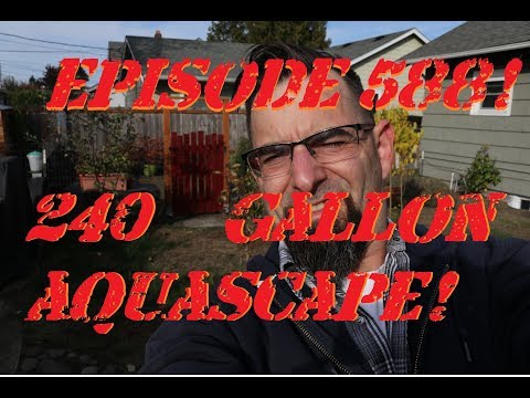 Episode 588!  Updates on the 240 Gallon Aquascape!