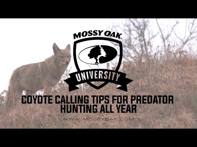 An Expert Guide: 7 Coyote Hunting Tips to Follow | Mossy Oak