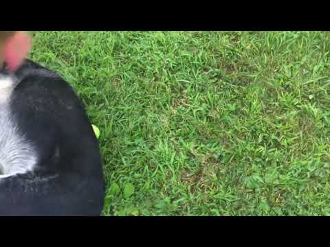 Rolling over the tennis ball