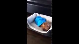 Frenchie gets a new sweater