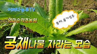 궁채나물 줄기상추 뚱채 다양한 이릉으로 불리우는 나물 궁채자라는 모습