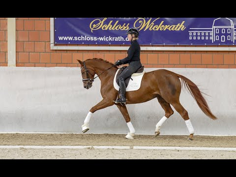 Dunkelfuchsstute Behija von Callaho's Benicio aus der Leyla