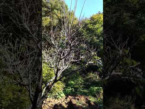 梅の木の剪定はいつ、どのように行うのですか？知っておくべきことすべて、そしてそれ以上！  庭園