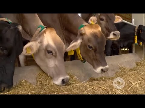 , title : 'Conozca cómo debe ser la dieta de sus vacas lecheras en trópico bajo - La Finca de Hoy'