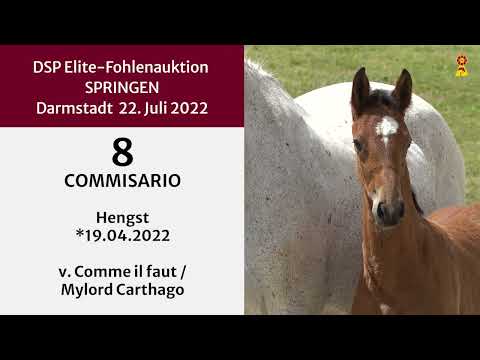KN 8: Hengstfohlen v. Comme il faut/Mylord Carthago