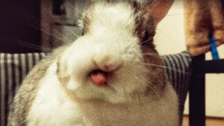My Bunny eats Ginger!!!
