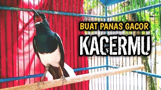 Download lagu BUAT PANAS GACOR KACERMU AWAS NYAUT !! PANCINGAN KACER GACOR PASTI NYAUT AMPUH. mp3