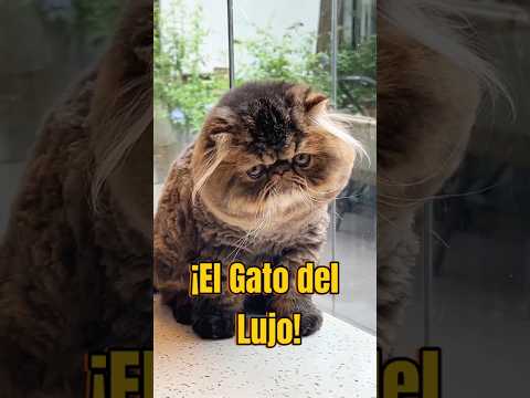 Persian Cat: The World's Most Elegant Breed? #cats #persiancat