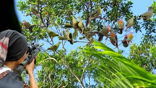 Download lagu BERBURU GEROMBOLAN BURUNG PUNAI BUAT DI MASAK GURIH DI TENGAH HUTAN mp3