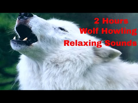 2 Hours Wolf Howling Relaxing Sound Effect- Relaxing Nature Sounds For Studying