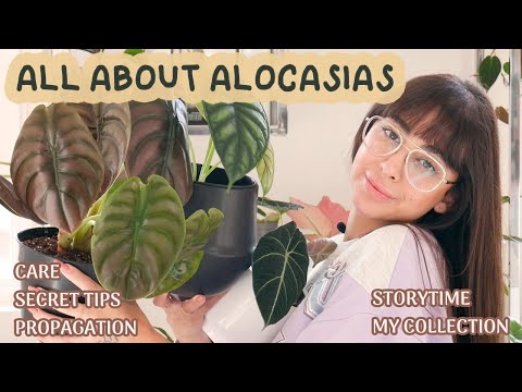 I FINALLY MASTERED THE ART OF ALOCASIA | literally ALL you need to know | CARE TIPS
