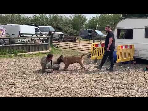 Presa Canario guard working dog training