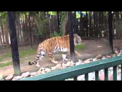 Richard Parker has a crush on me