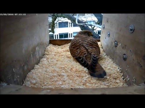 Early kestrel visits to the nest box at Wallingford