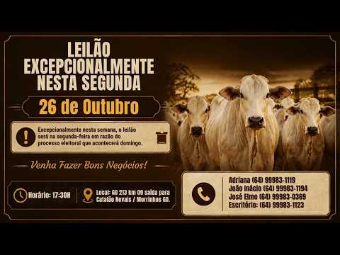 Leilão de Gado em MORRINHOS-GO, 26/10/2026  TransInácio Leilão - 17:45 Hs - Presencial e virtual.