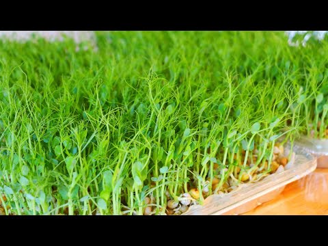 How to Grow Pea Shoots Without Soil & Pea Shoots Recipe! CiCi Li - Asian Home Cooking Recipes