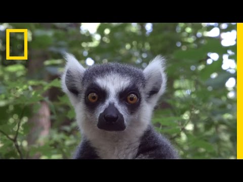 download lagu mp3 mp4 Baby Lemur, download lagu Baby Lemur gratis, unduh video klip Baby Lemur