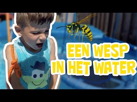 Jayson Slaat Op Hol Voor Een Wesp Koetlife Vlog 787