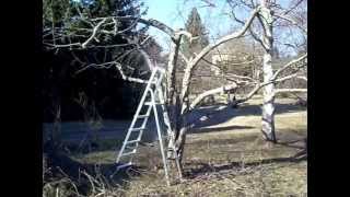 preview picture of video 'Omenapuu on leikattu ilmavaksi Puutarhapalvelu talonmiespalvelu Pirkanmaa'