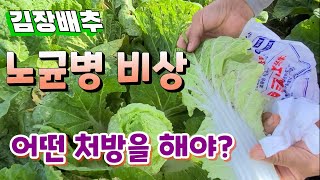 가을 비에 김장배추 노균병 비상 처방법은?