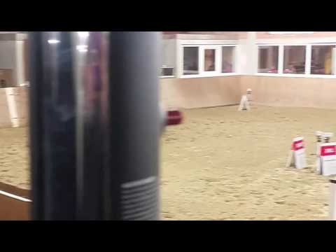 Conello x Calato x Calypso II geb. 2009