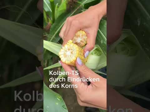 Und welcher Typ bist du? 🤔🌽 #mais #erntezeitpunkt #kws
