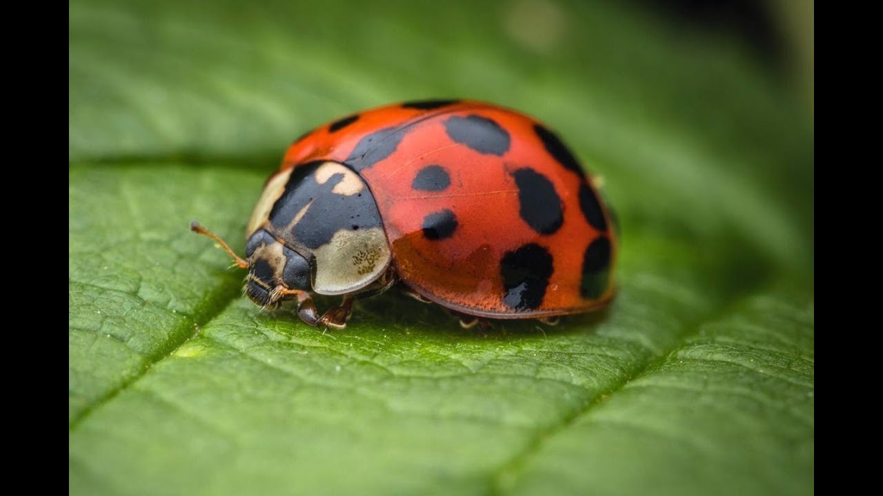 Aula 1   Introdução à Ecologia de Insetos