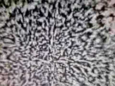 Alex D'Elia & Ebop Allstars - Isn't Life Wonderful