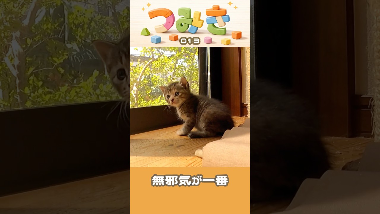 手のひらサイズの子猫つみき013。#shorts #子猫 #保護猫