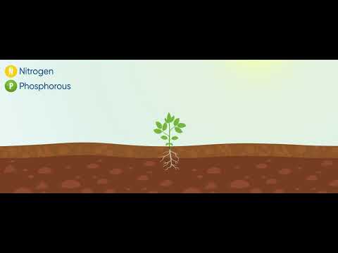 How do biostimulants work?