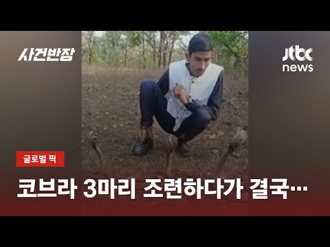 , title : '맹독 가진 코브라 세 마리 조련하는 남성, 그런데 그때… / JTBC 사건반장'