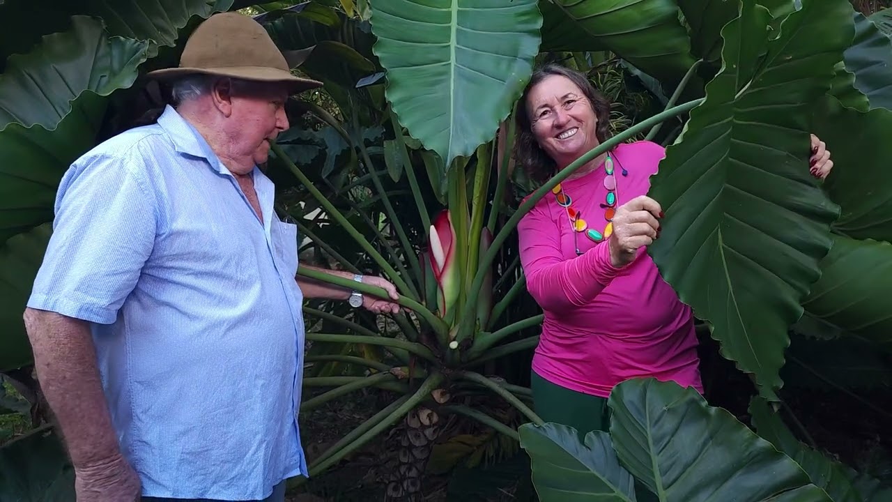 JOÃO TELES,  O CRIADOR, E SEUS FILODENDROS, AS CRIATURAS! Visitando o MEU ÍDOLO!!!