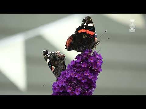 Pollinatörsträdgården 2: Så kan du inventera din trädgårds humlor, bin och fjärilar