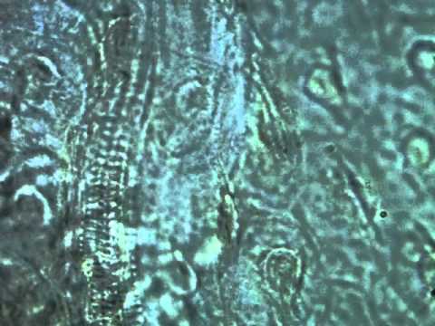 More delvings into the micro world.