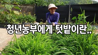 귀농하면 자급자족 할 줄 알았지만...(텃밭작물장단점)