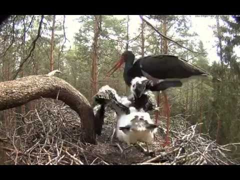 Estonian Black Storks ~ Karl with food, 2016-06-24 09:56