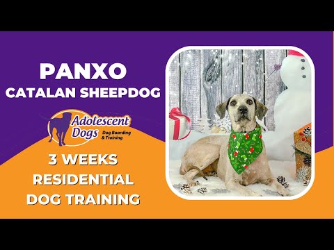 Panxo the Catalan Sheepdog - 3 Weeks Residential Dog Training