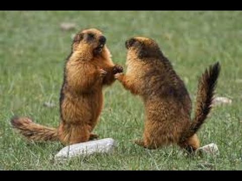 long-tailed marmot (Marmota caudata) or golden marmot
