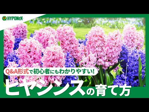 ポットのヒヤシンスのメンテナンス