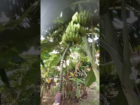 Meu dia no careiro da várzea vila do interior do Amazonas 