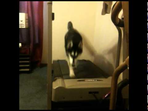 Rochester NY Dogs video.