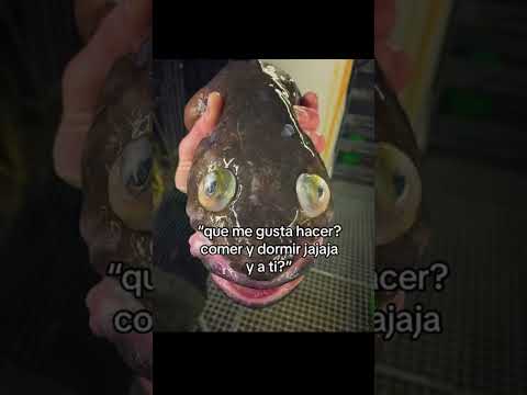 Tranqui man, hay muchos peces en el mar