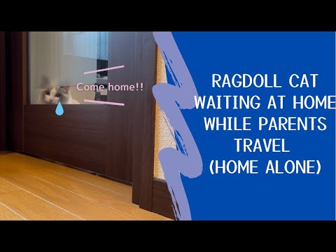Ragdoll kitten waiting at home while parents travel (home alone)【Marshmallow’s Diary@ Tokyo, Japan.】