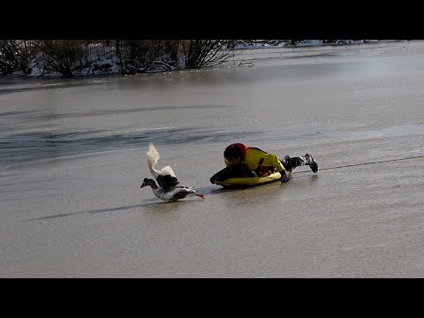 [09.02.2021] Gewonde gans door brandweer gered van ijs Zevenhuizen Oentsjerk