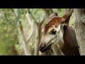 How To Train An Okapi At San Diego Zoo