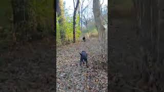 Video preview image #1 Bullboxer Pit Puppy For Sale in Westmont, IL, USA