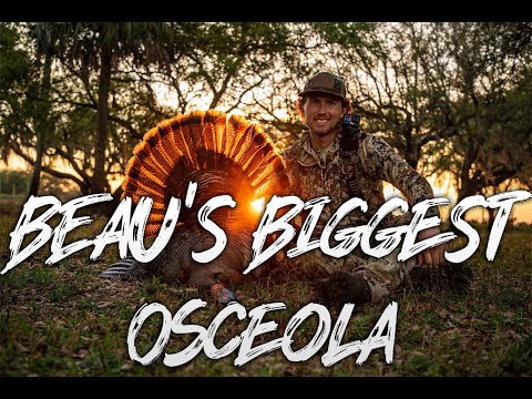 Beau Hunting "Beau's Biggest Osceola To Date"