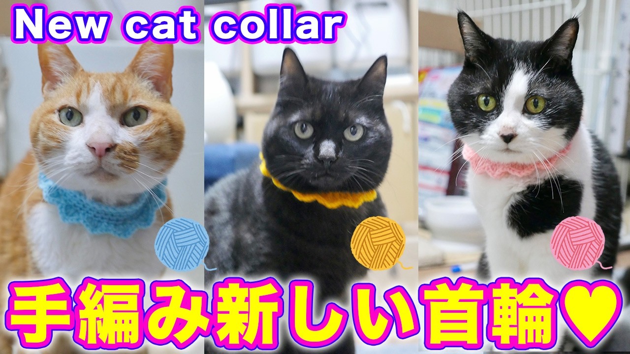 2026ｰ03−08  保護猫たちの「ほっこり猫ライブ」ハッチ＆マック＋黒猫めめ＋がんサバイバーママ Cat live Stream in Japan -Cat Life TV