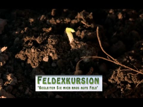 33. Feldexkursion: Unkräuter keimen in Sommerungen - NU Agrar, 06.04.2016